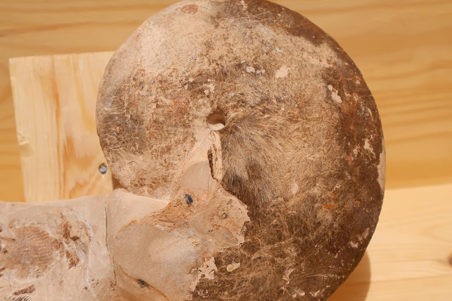 Extremely Rare Choffaticeras Segne Ammonite Attached to Fossil Fish – Natural Fossil Pair – Cretaceous, Morocco A627