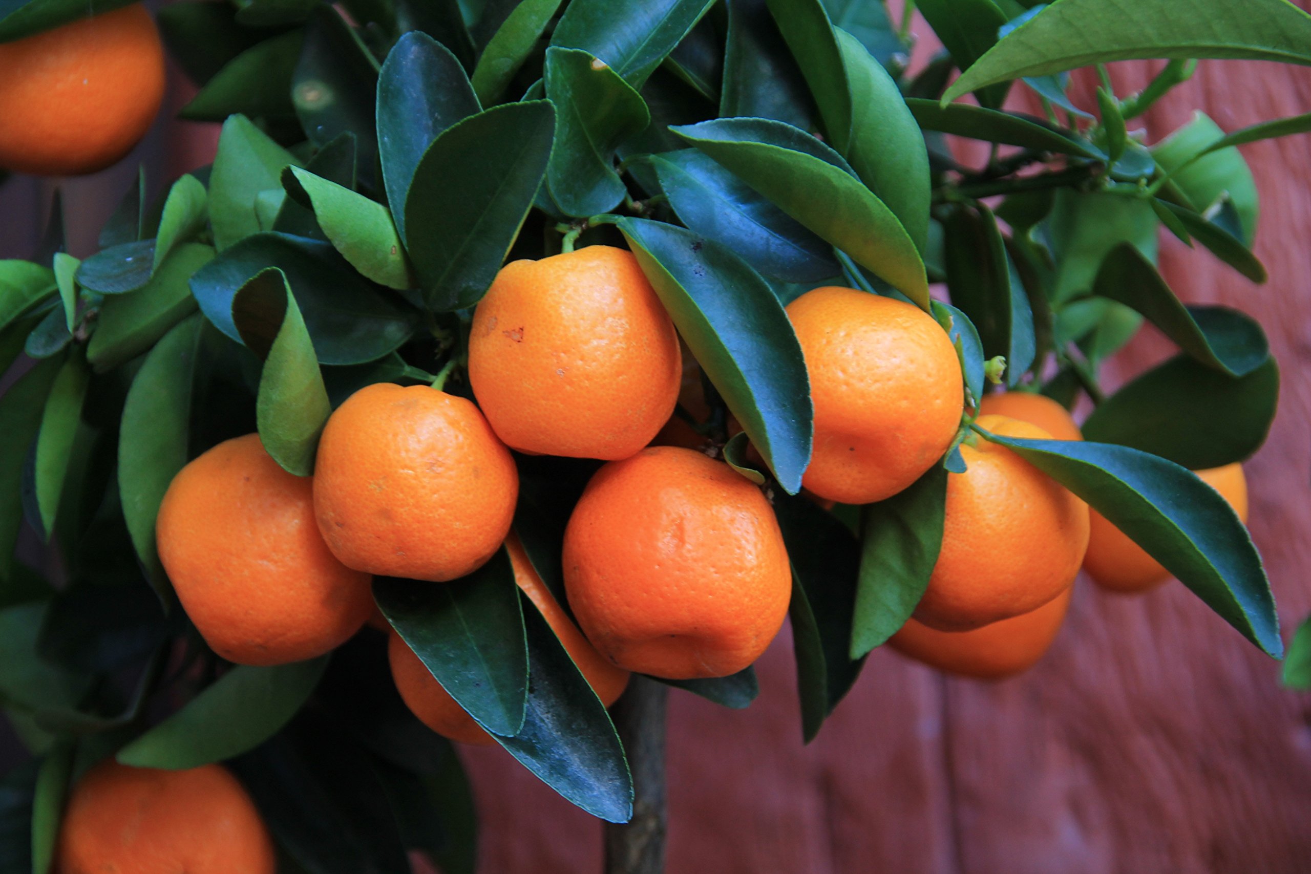Creative Farmer Fruit Seeds Dwarf Fruit Seeds - Orange Fruit Seeds Fruit Seeds For Planting Fruit Seeds Garden Pack (B075PWQGM9) Amazon Price History, Amazon Price Tracker