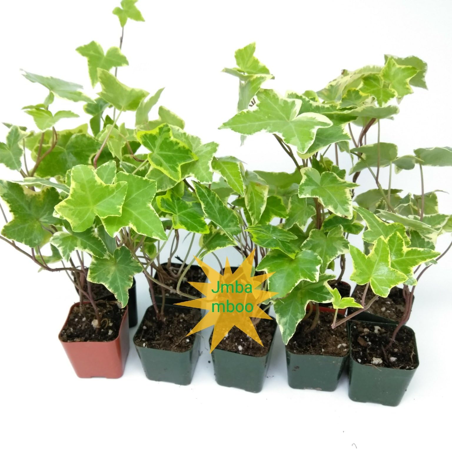 Jmbamboo - English Ivy Hedera Helix Air Purification Plant - Groundcover - 2 1/4" Pot
