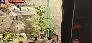 Review Image by Tiffany C. Lane Tiffany C. Lane