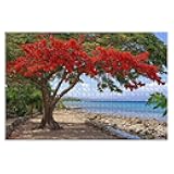Jigsaw Puzzles 1000 Pieces for Adult Flamboyant sea Royal Poinciana Tree Birds Pictures Puzzle Game for Family Wooden Puzzle Toy Educational Games Puzzles for Home Decor