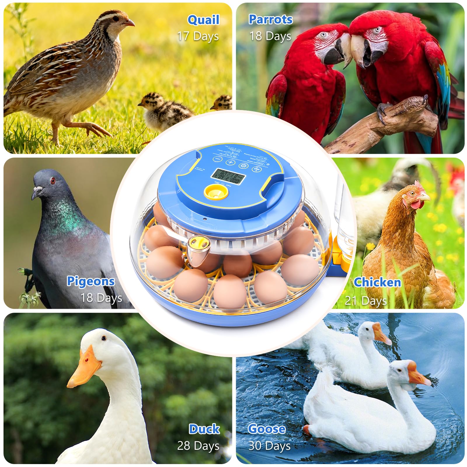 Incubatrice per uova da cova - Capacità 18 uova, incubatrice per uova con rotazione automatica delle uova e controllo della temperatura, incubatrice per pollo, anatra, oca, quaglia, vista completa a