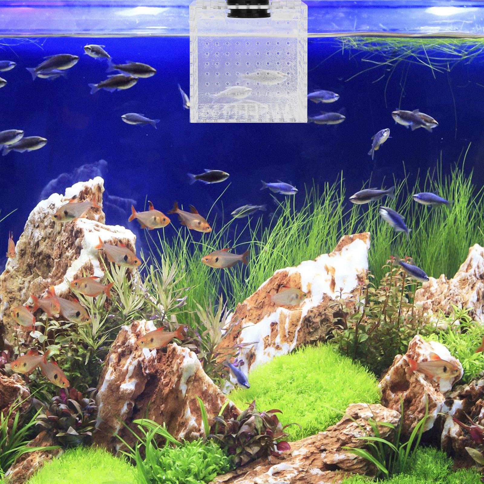 Caja de Aislamiento para Peces con Fijación Magnética y Vista Clara