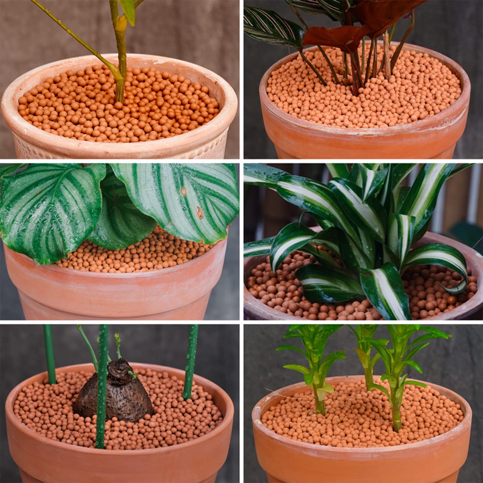 Blhton Fr Pflanzen, 4-5 mm Clay Kiesel Gartenarbeit Ceramsite Orchidee  hydroponische Pflanzung, Tonkugeln fr Pflanzen Granulat Zimmerpflanzen,  Bonsai-Dekoration Von Orchideen Und Sukkulenten : Amazon.de: Garten