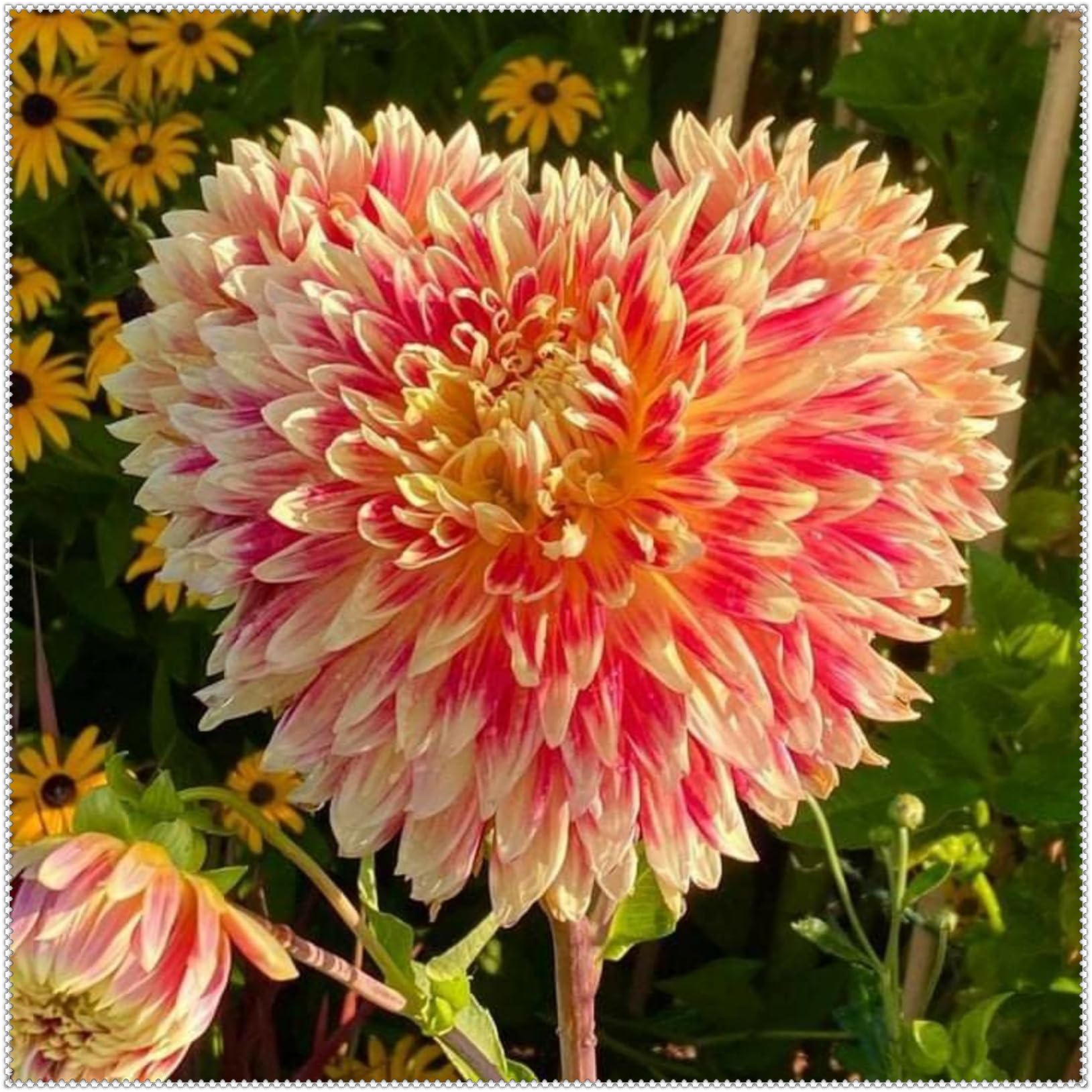 Premium UK Hardy Dahlia – Dahlia Bulbs Plants, Perennial, Ideal for Containers & Your Beautiful Garden, Excellent Display-6 Bulbs-B