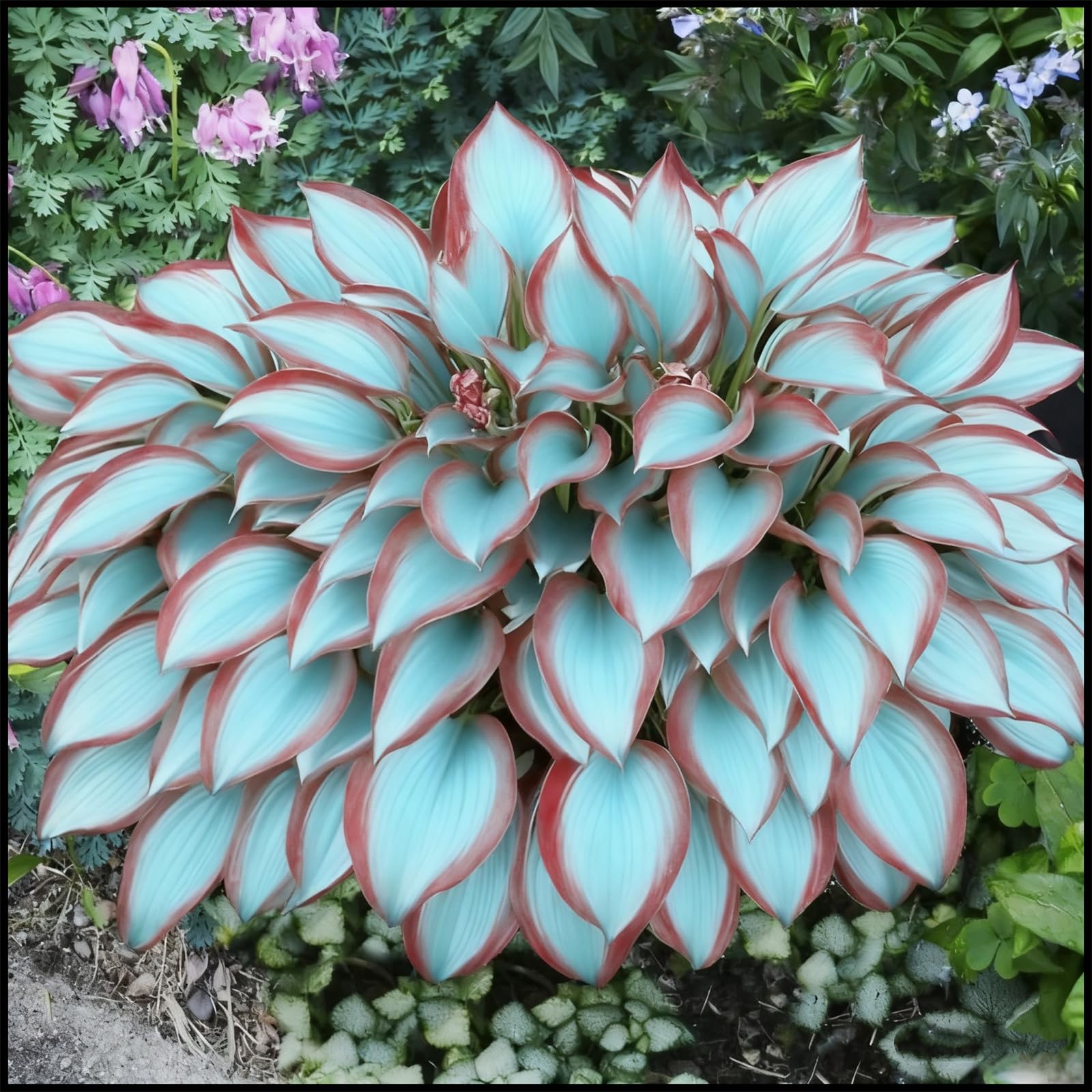 Rizomi di Hosta-Decorazione per Casa e Giardino/Per Ogni Spazio/Resistente e Facile da Curare/Colore Vivido-15 Rhizome-D