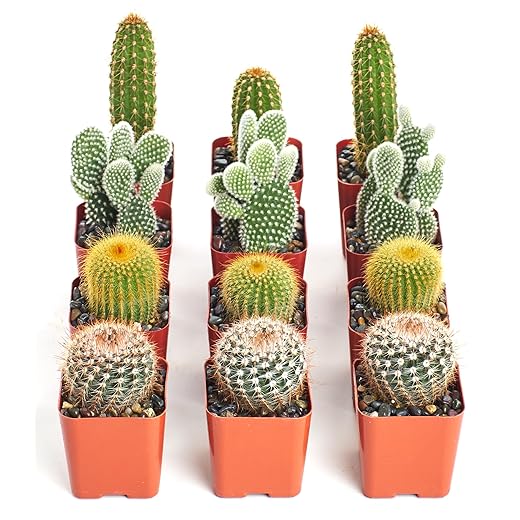 Shop Succulents | Can't Touch This Collection | Assortment of Hand Selected, Fully Rooted Live Indoor Cacti Plants, 12-Pack
