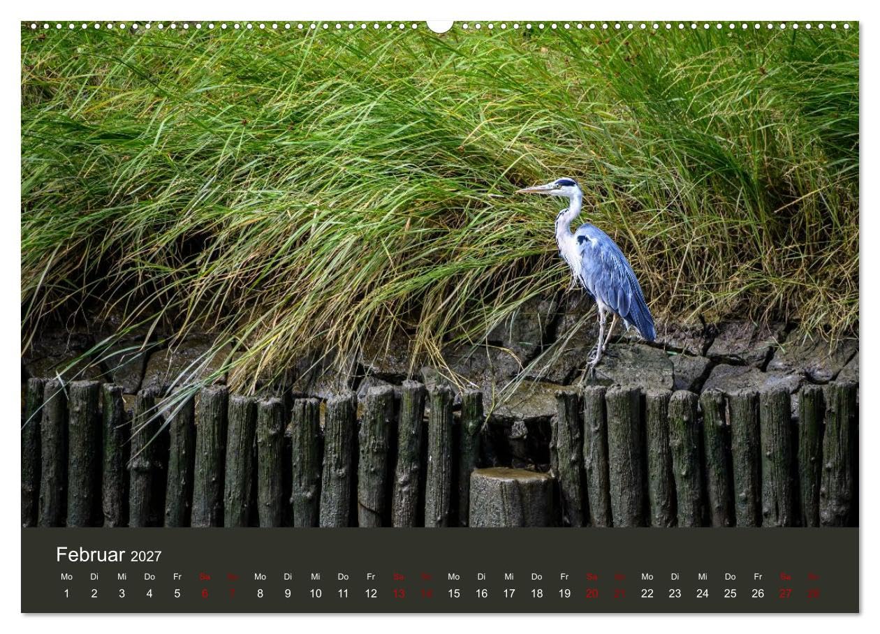 CALVENDO · Reiher in der Elbmarsch (Kalender 2027) | DIN A2 Querformat · Wandkalender · Naturparadies Elbmarsch