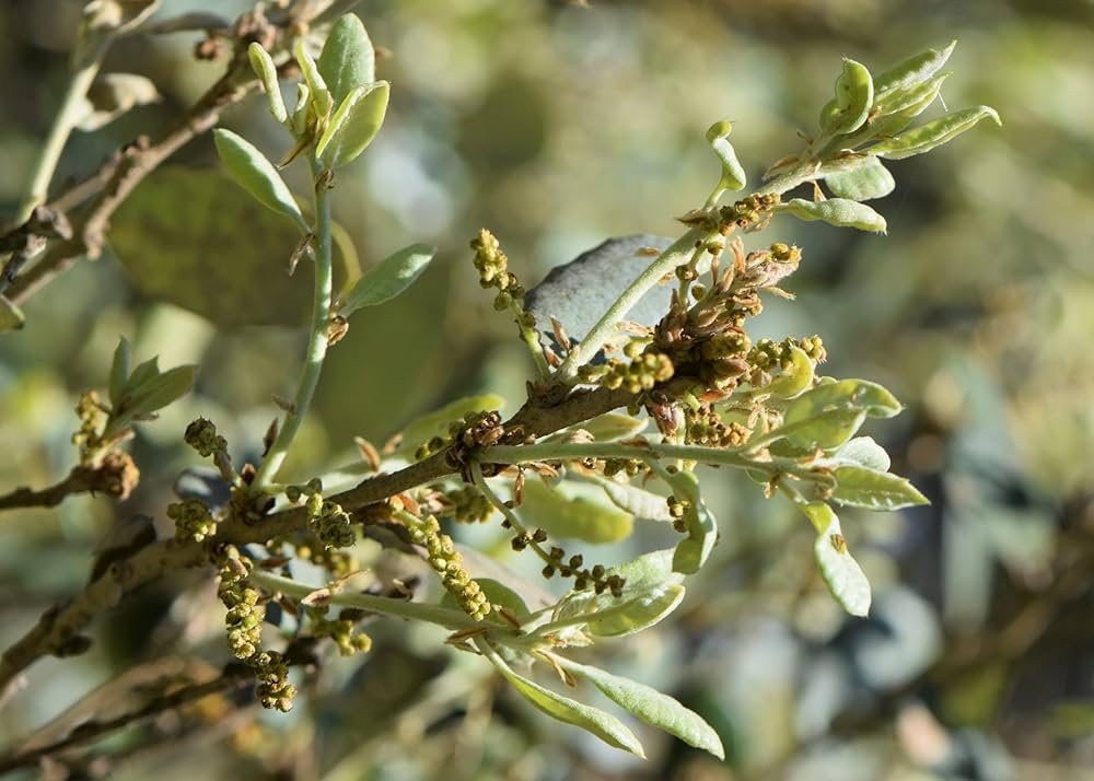 Amazon.co.jp: コルクガシ 種子5粒 Cork oak 5 seeds : DIY