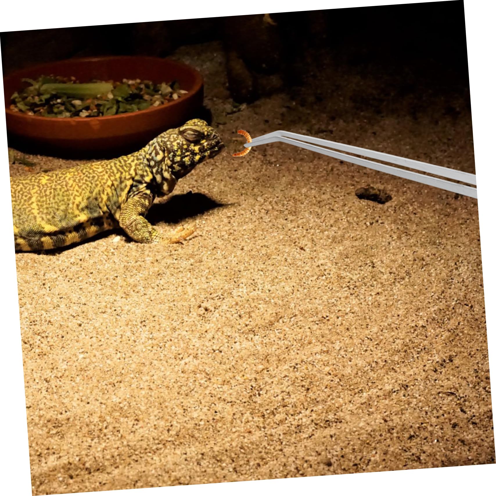 WOONEKY 2piezas Pinzas Metálicas Extralargas Para Reptiles Alimentación Acuario Hechas De Inoxidable