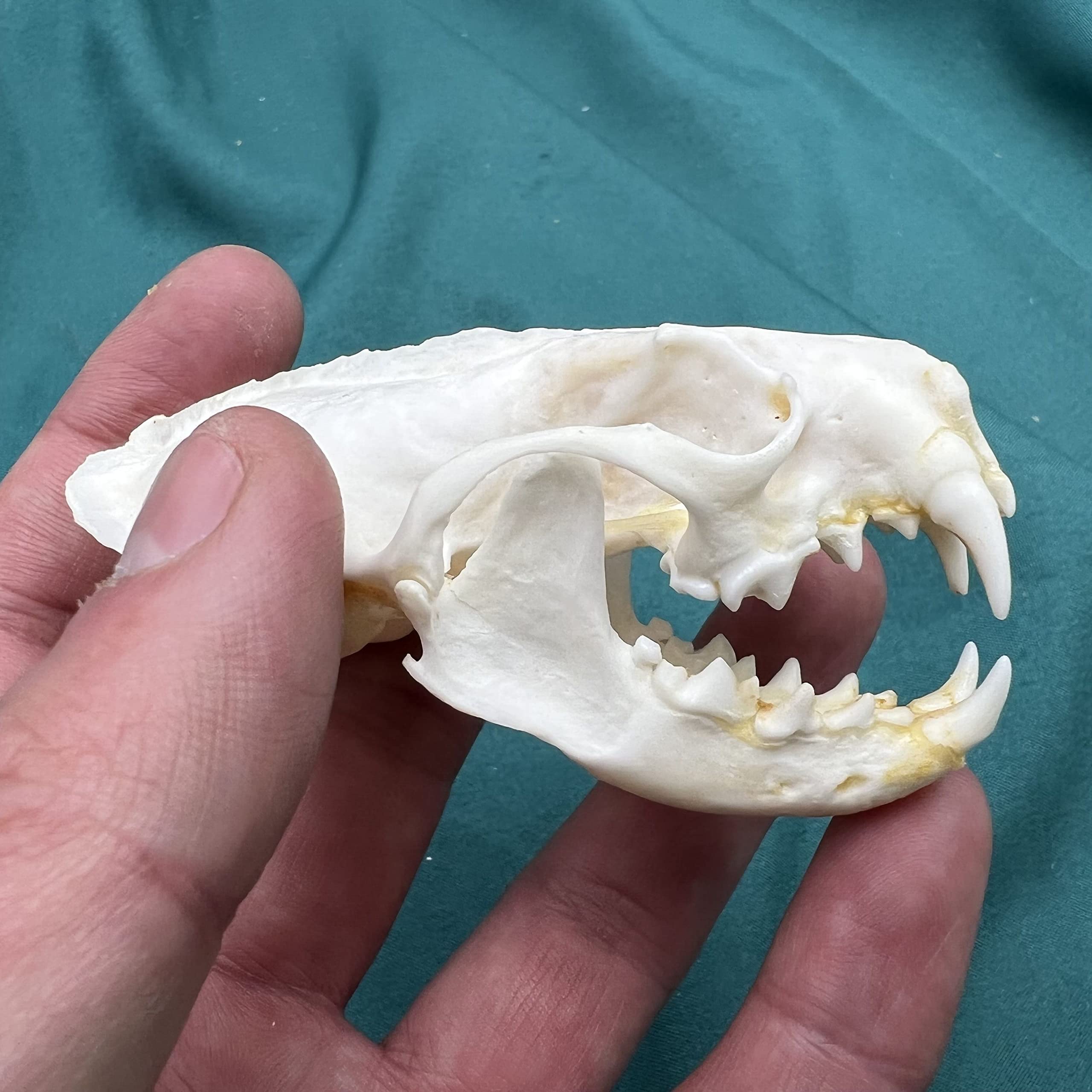 Amazon.co.jp: 本物の動物の頭蓋骨の標本の剥製術師の絶妙な