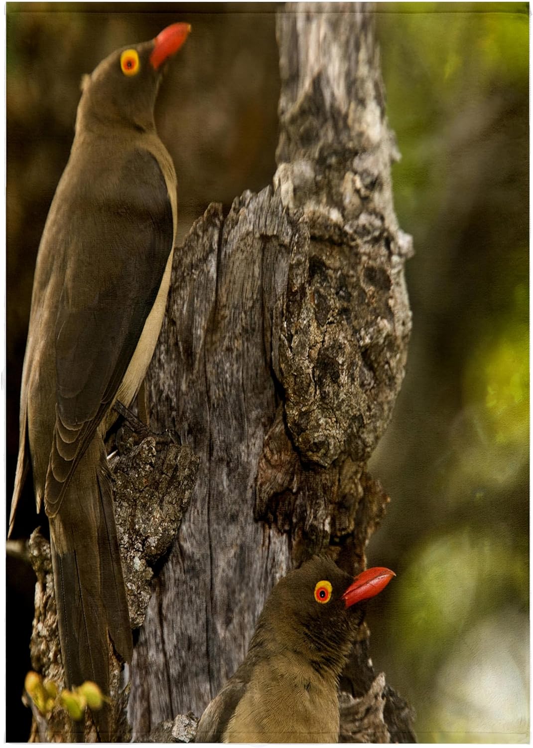 3dRose Redbilled Oxpecker Bird, Mkuze Reserve, South Africa - US44 MPR0123 - Maresa Pryor 22x30 Bath Hand Pool Towel