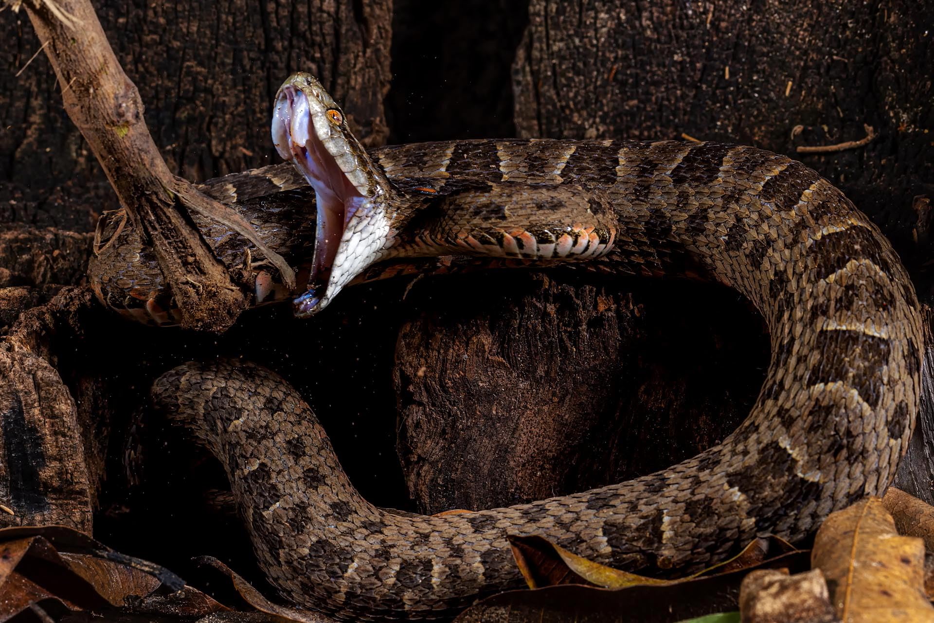 Pantanal: Leben im Zyklus von Überschwemmung und Dürre