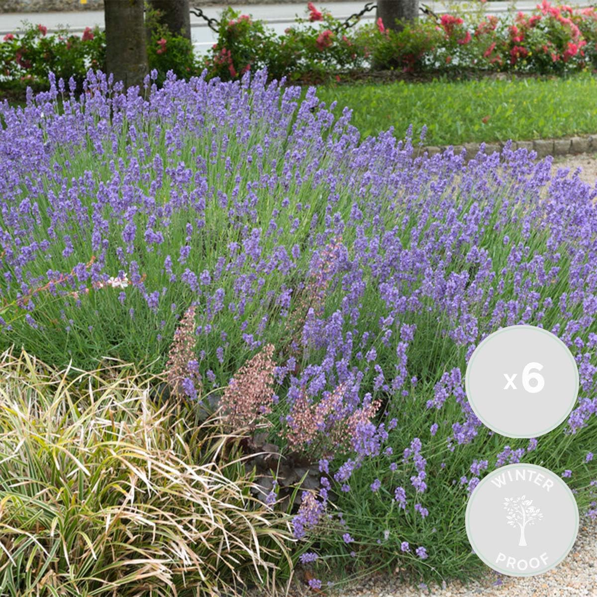 Bloomique - Set di 6 - Lavandula angustifolia ‘Hidcote’ - Lavanda vera - Pianta di lavanda - Resistente al freddo - Altezza 10-20 cm - Vaso 9x9 cm