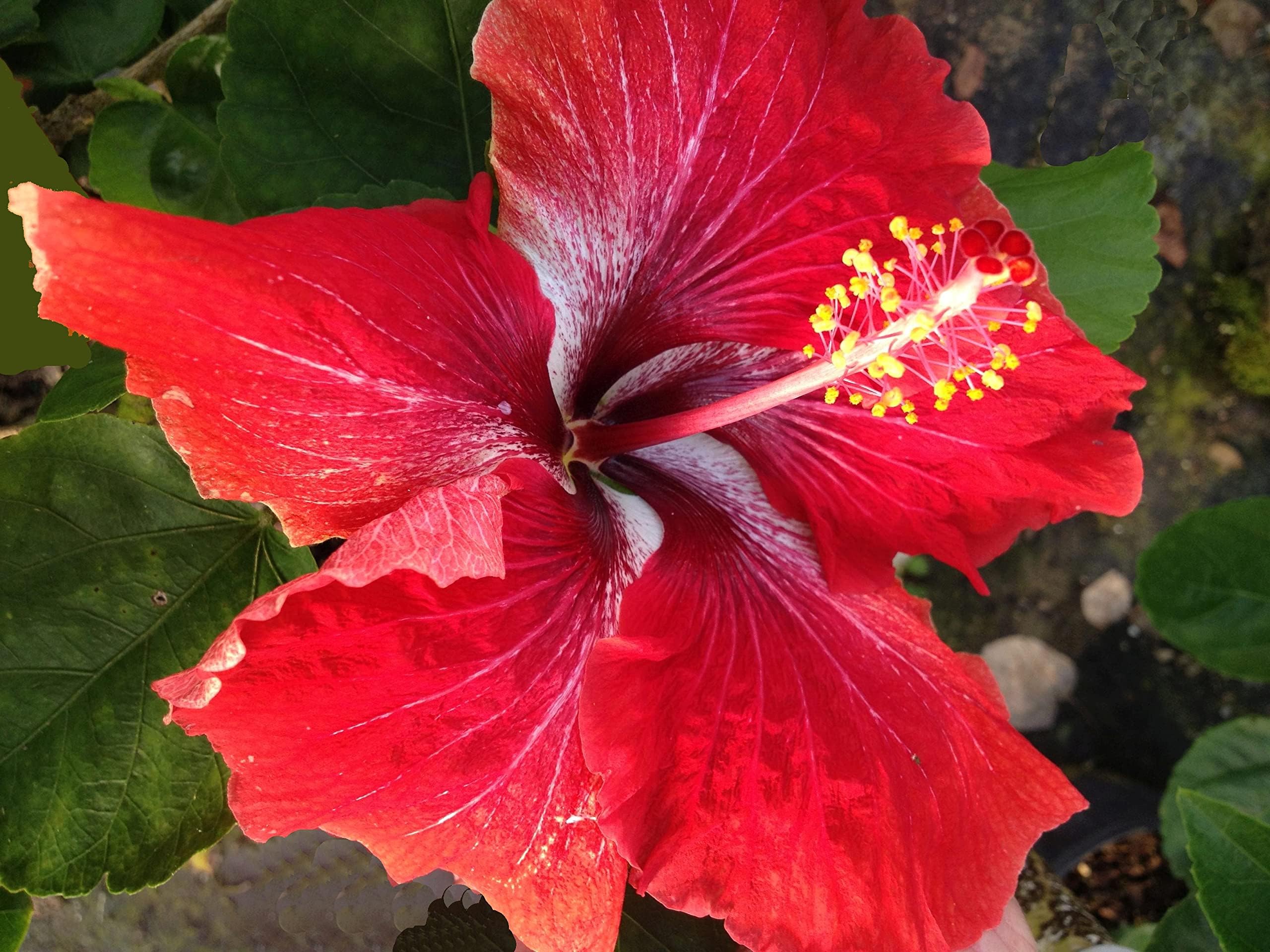 Nursery Live Rare Hybrid Hibiscus (Code NLH31) Live Plant in Polybag