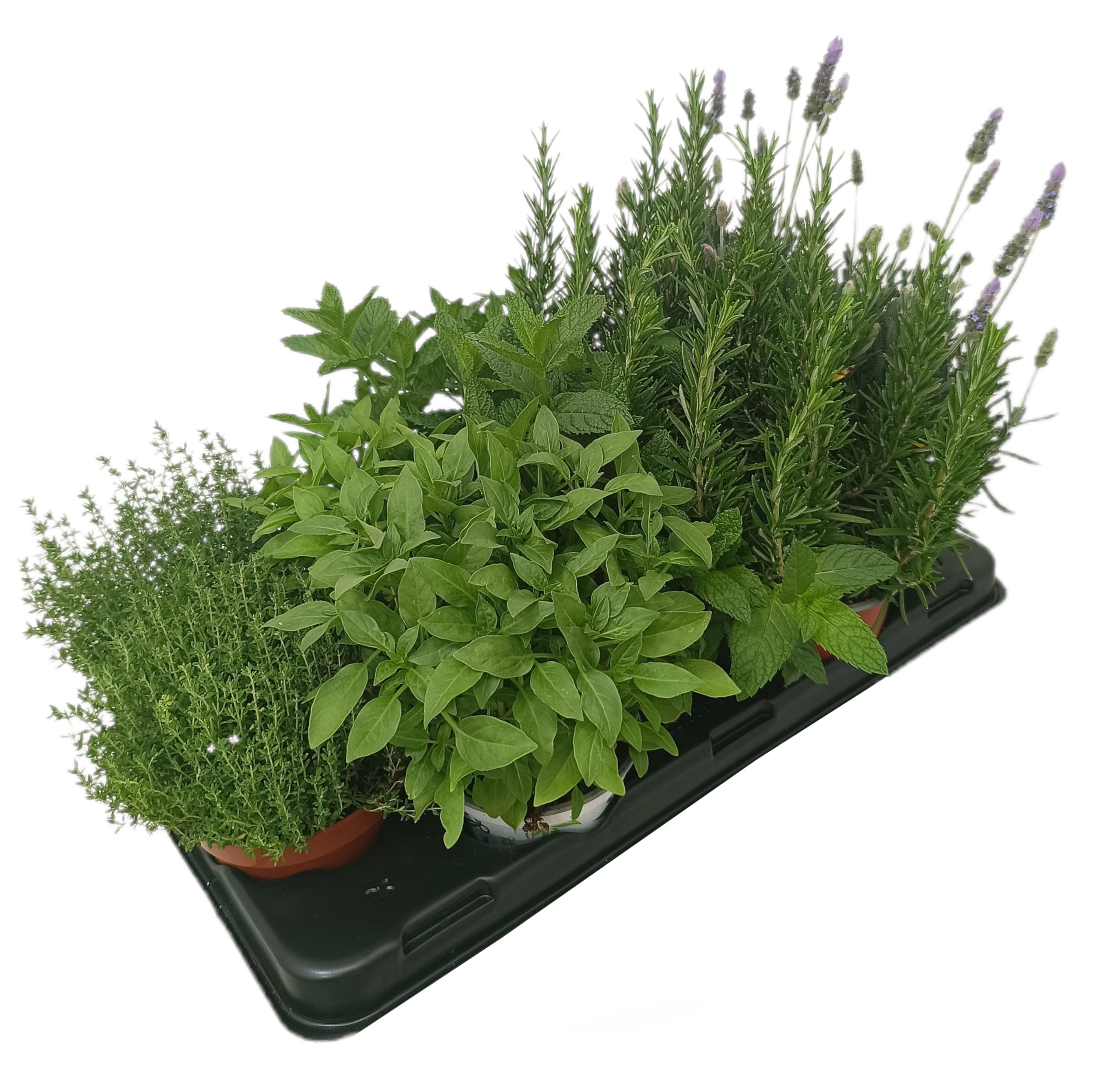 PACK DE 10 PLANTAS DE AROMÁTICAS VARIADAS NATURALES DIFERENTES VARIEDADES | ARÓMÁTICAS | FRESCURA | NATURALEZA | ECO | COCINA | VIDA | VERDE