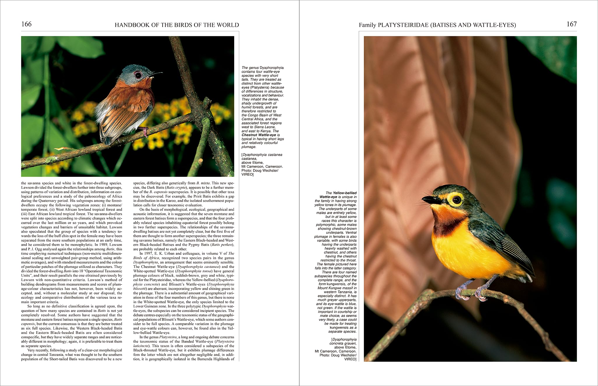 Handbook of the Birds of the World – Volume 11: Old World Flycatchers to Old World Warblers: v. 11
