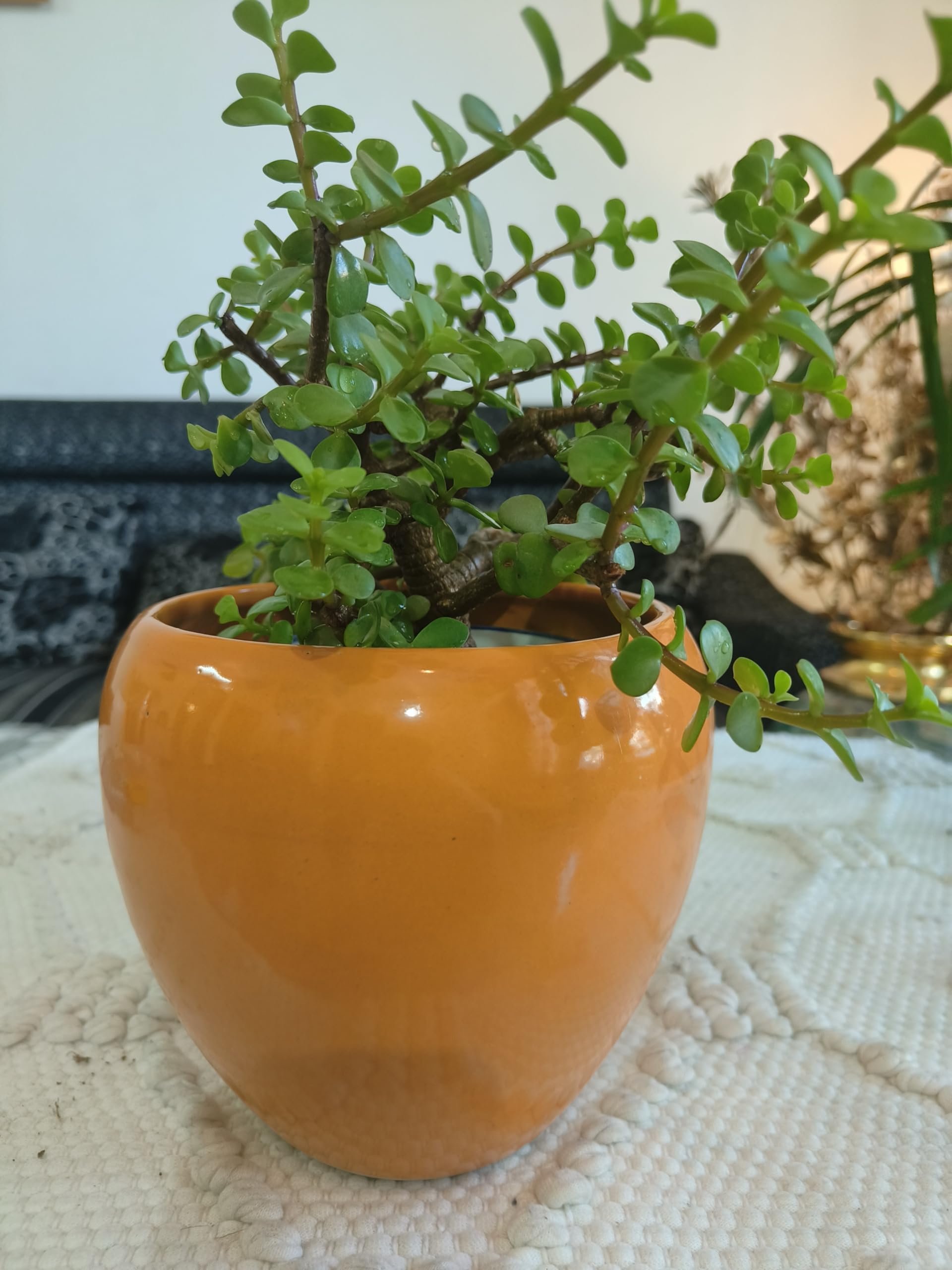 Niyara Mustard Stylish Medium Ceramic Pots for Indoor Plants,Outdoor,Balcony,Home,Garden,Office Size 6 inches (Mustard Apple 6) (B08GZGY8PX) Amazon Price History, Amazon Price Tracker