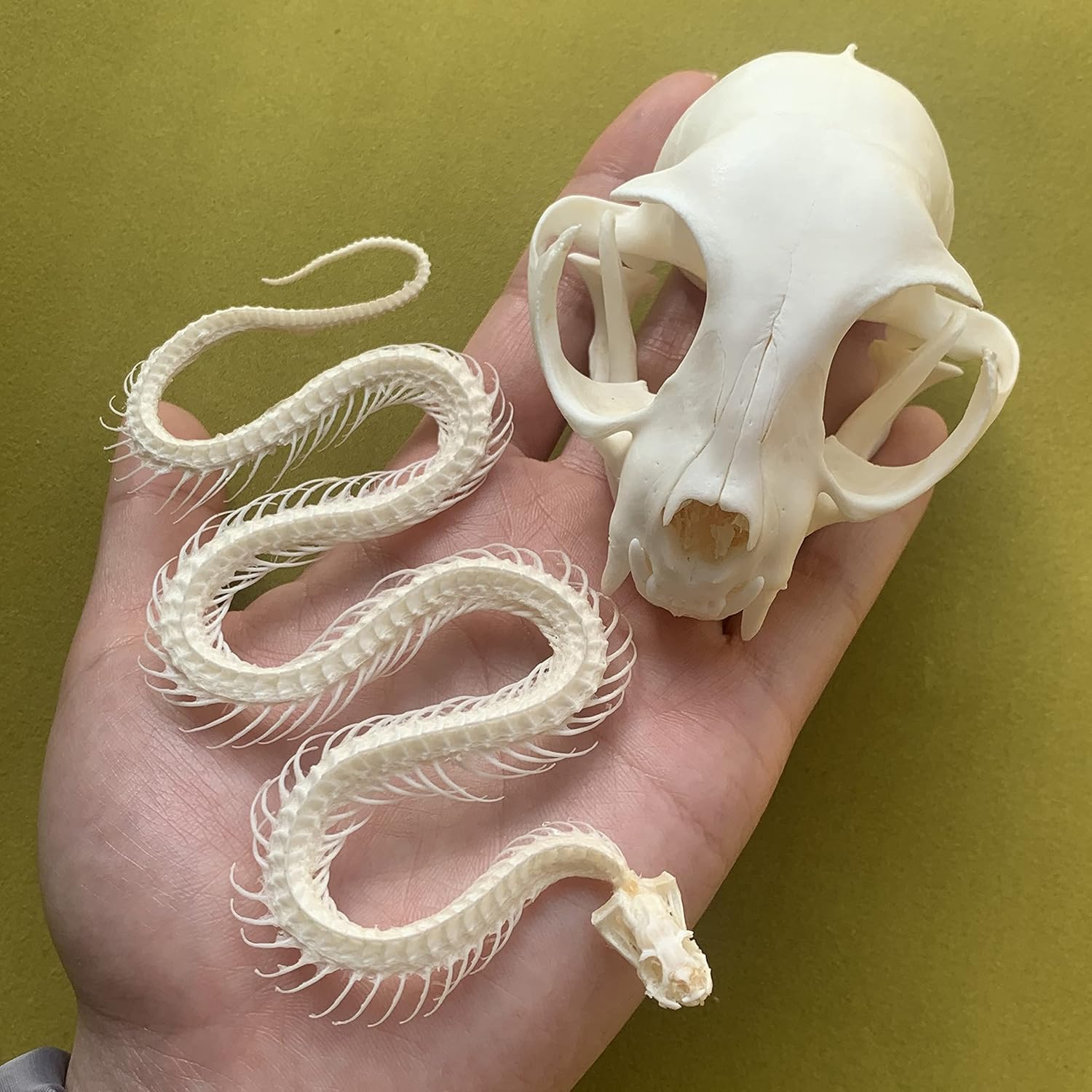 2pcs Taxidermy Combination of Real Snake Bones and Cat Skull, Animal Bones Real