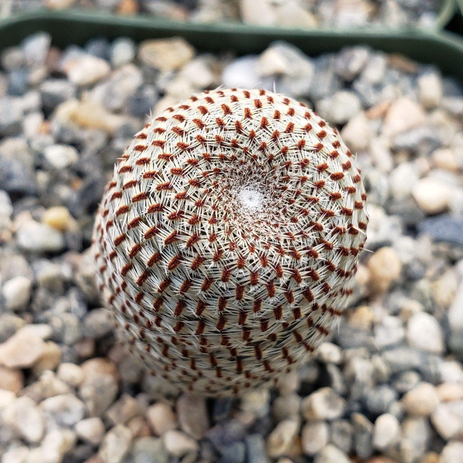 Rebutia heliosa Cacti Cactus Succulent Real Live Plant