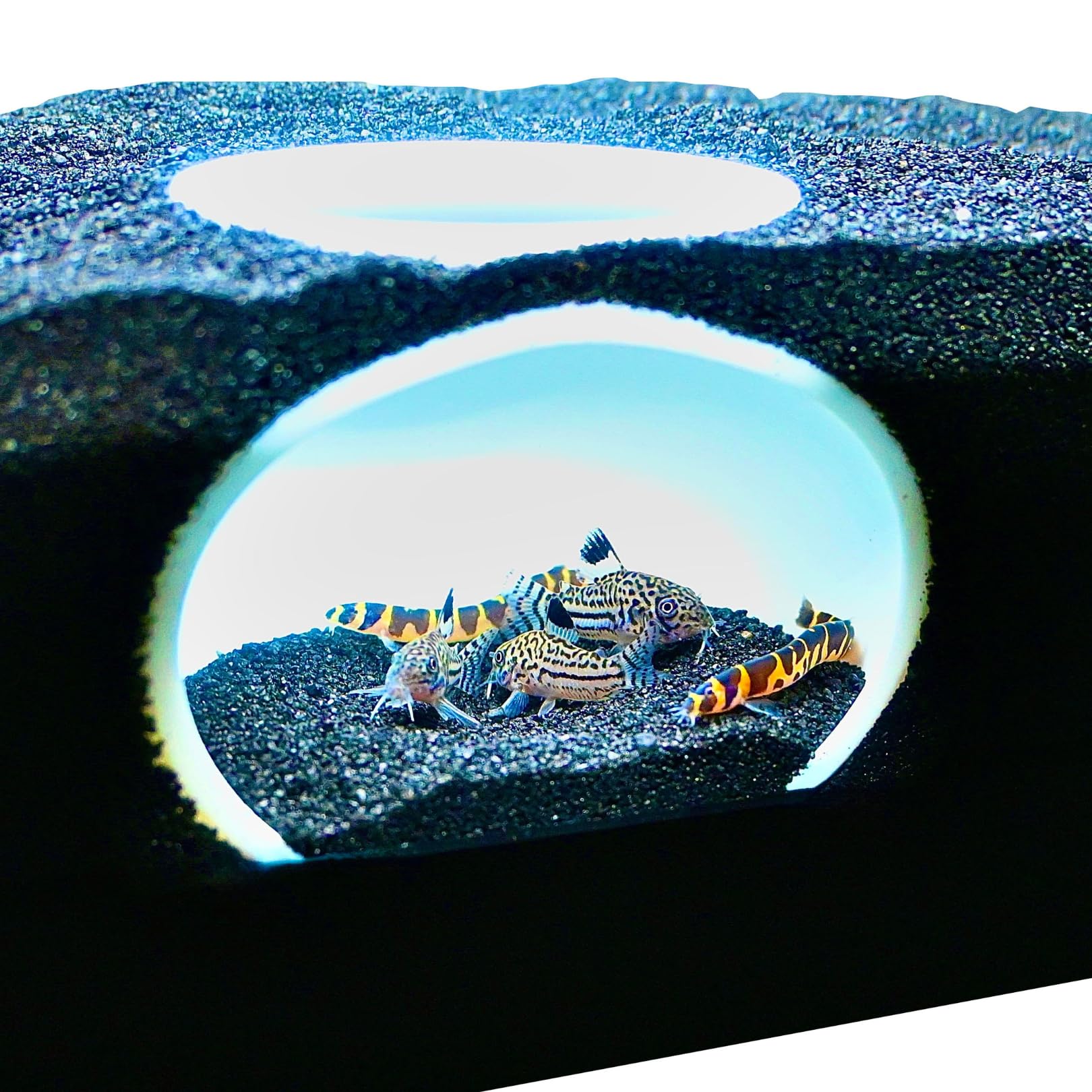 Lucky Critter Aquarium Underground Cave Dome | Viewing Fish & Shrimp Under Gravel Tunnel | Fish Tank Decor Decoration Hideout Perfect for Corydora