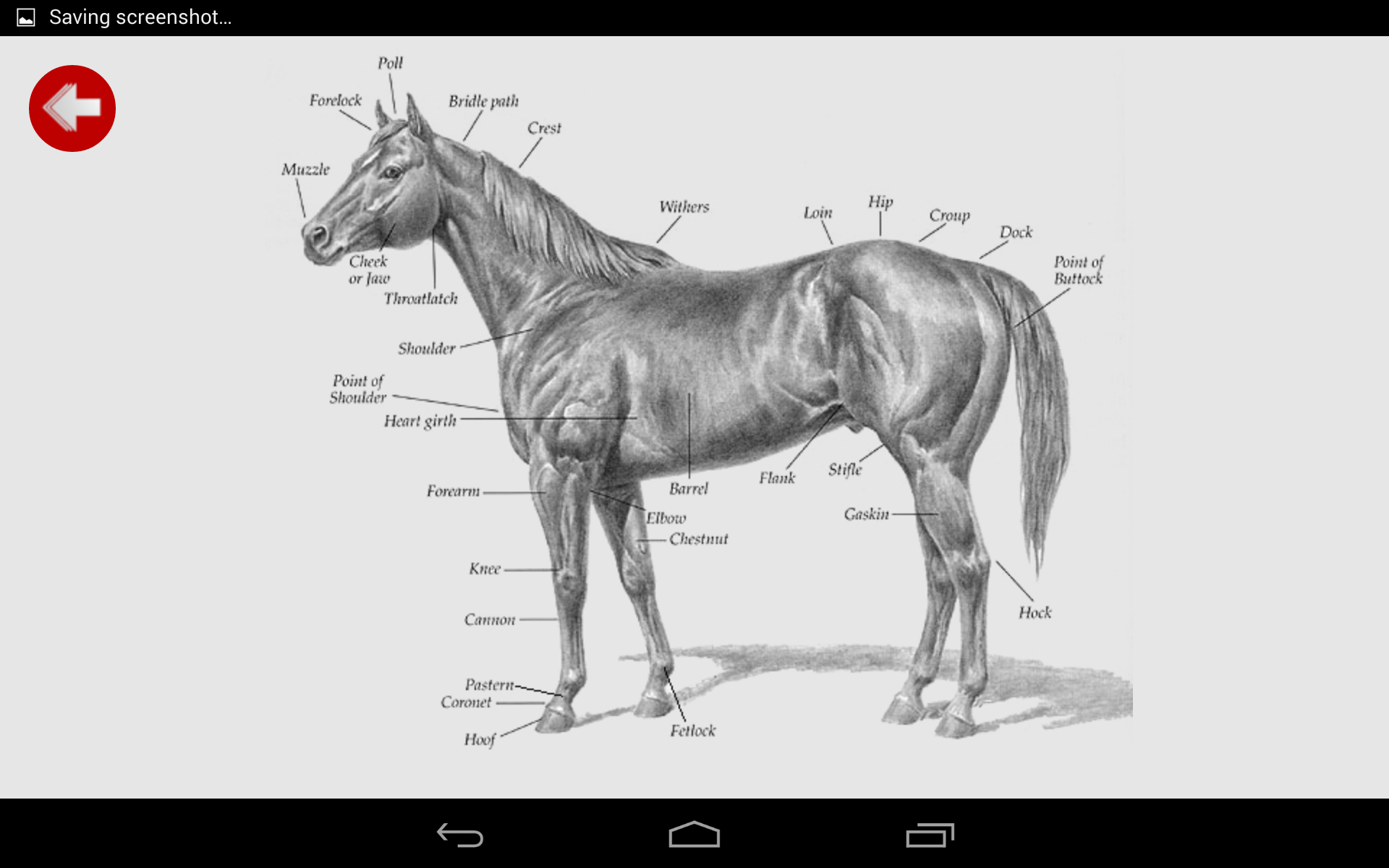 Equus Horse EducationAmazon.co.ukAppstore for Android