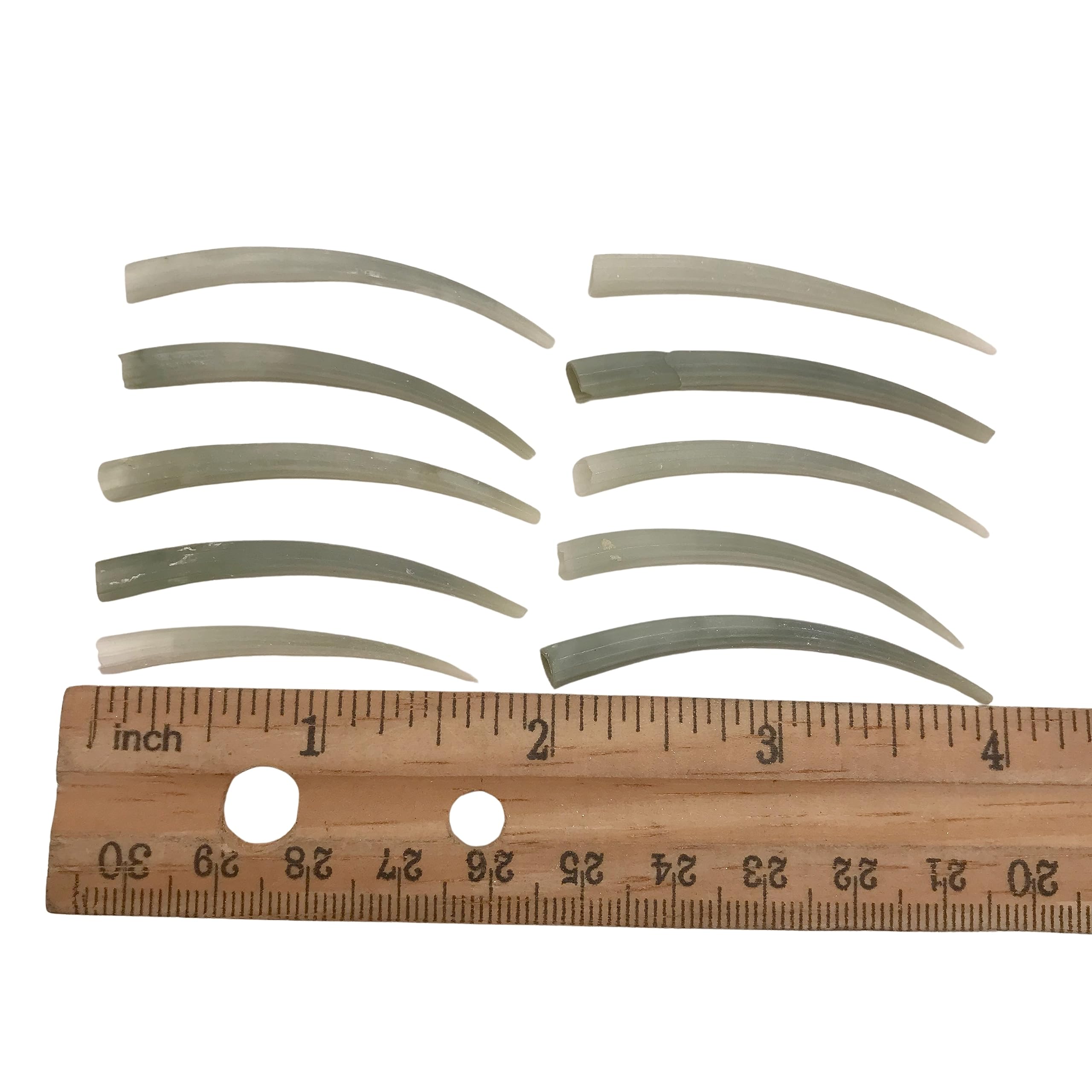 PEPPERLONELY 10 PC Smooth Green Tusk Sea Shells, Beach Wedding Nautical Decor Crafts, 1-1/4~2 Inches