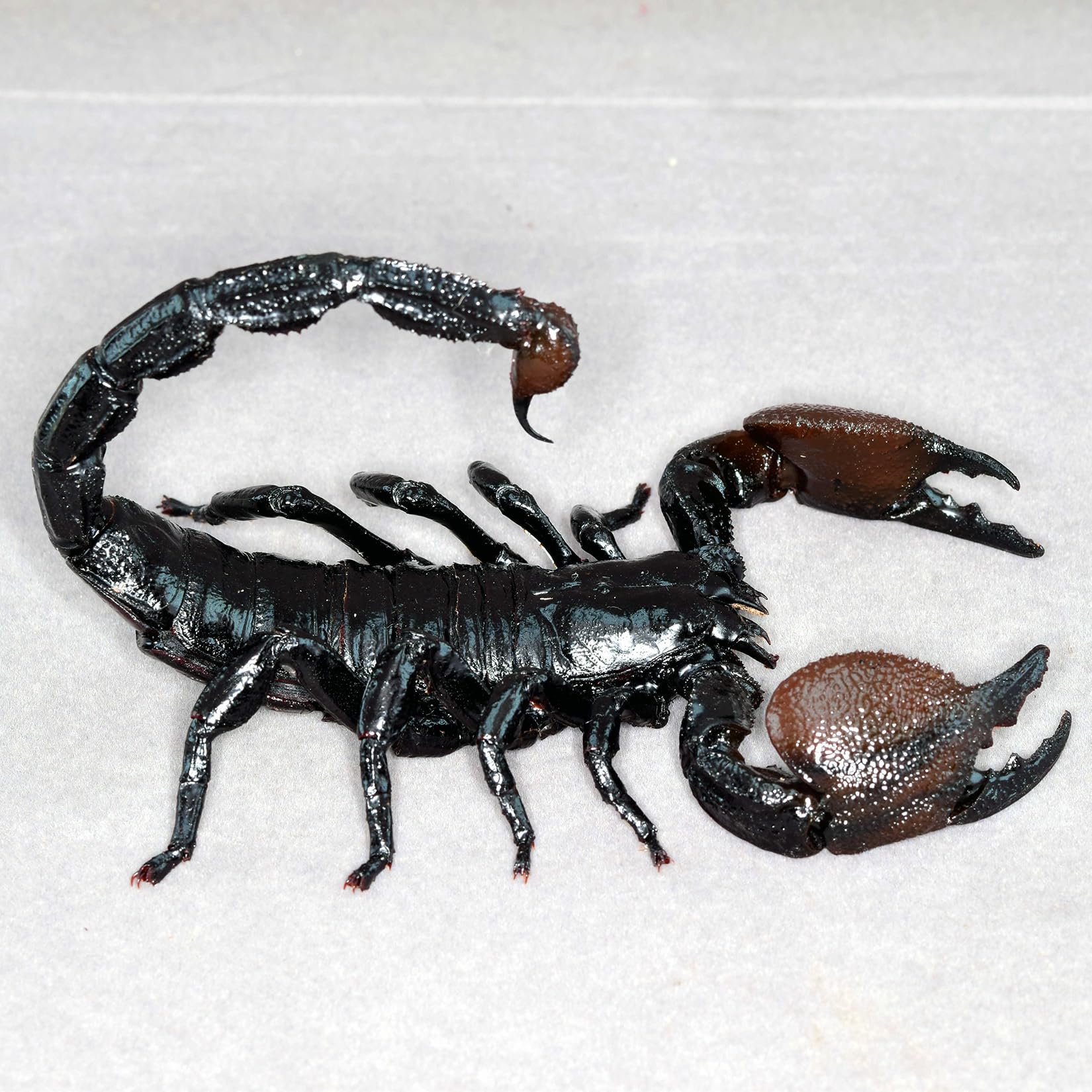 Amazon.co.jp: 涅槃 ダイオウサソリ 12CM 大王蠍 フィギュア サソリ