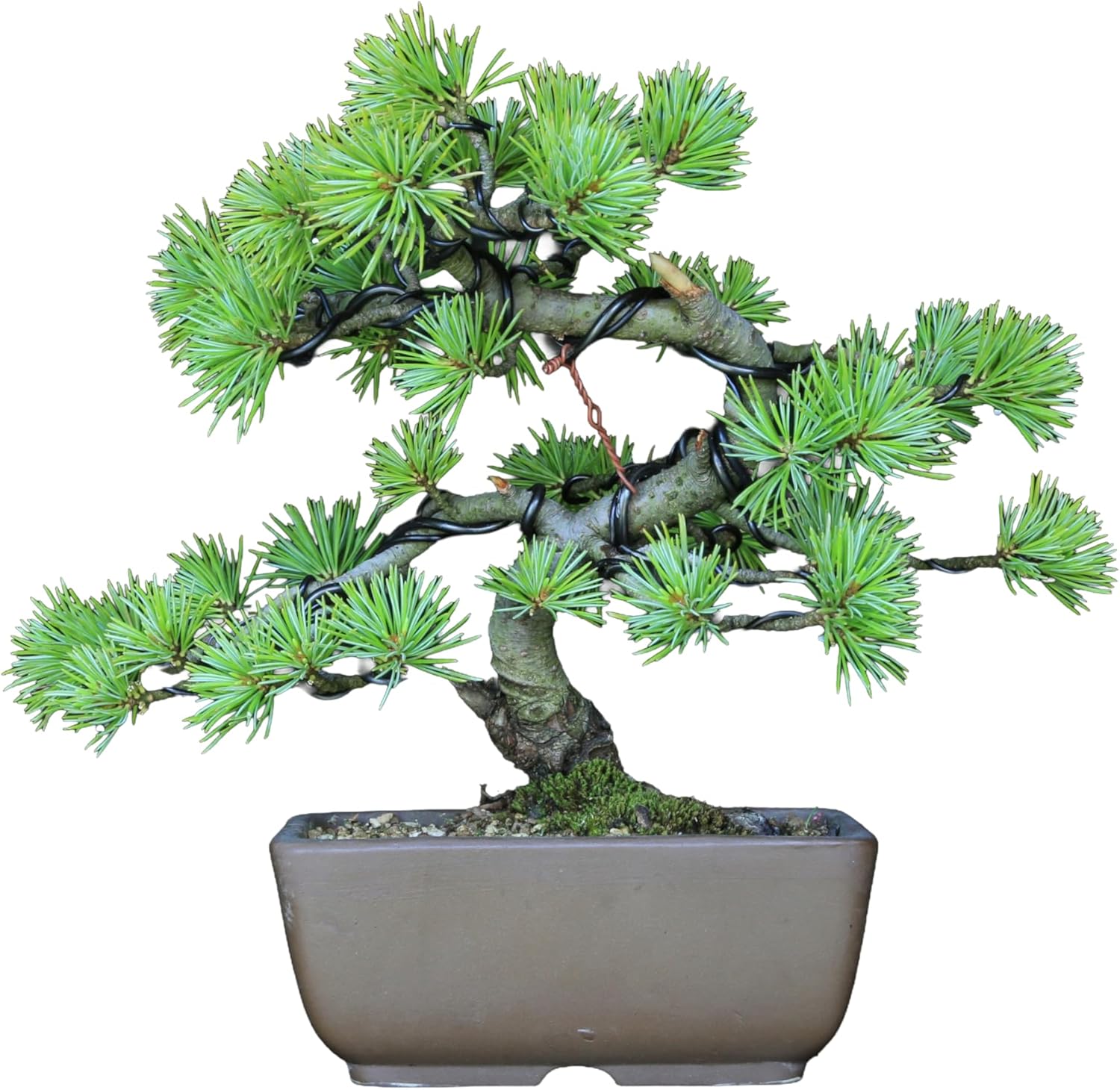 美品】パンダ 陶器 オブジェ 置物 インテリア 工芸品 美術品 A2824