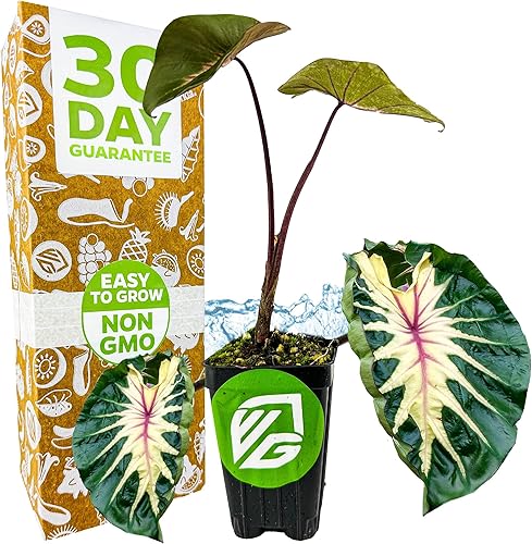 Planta viva de oreja de elefante Waikiki - Colocasia esculenta por Wellspring Gardens