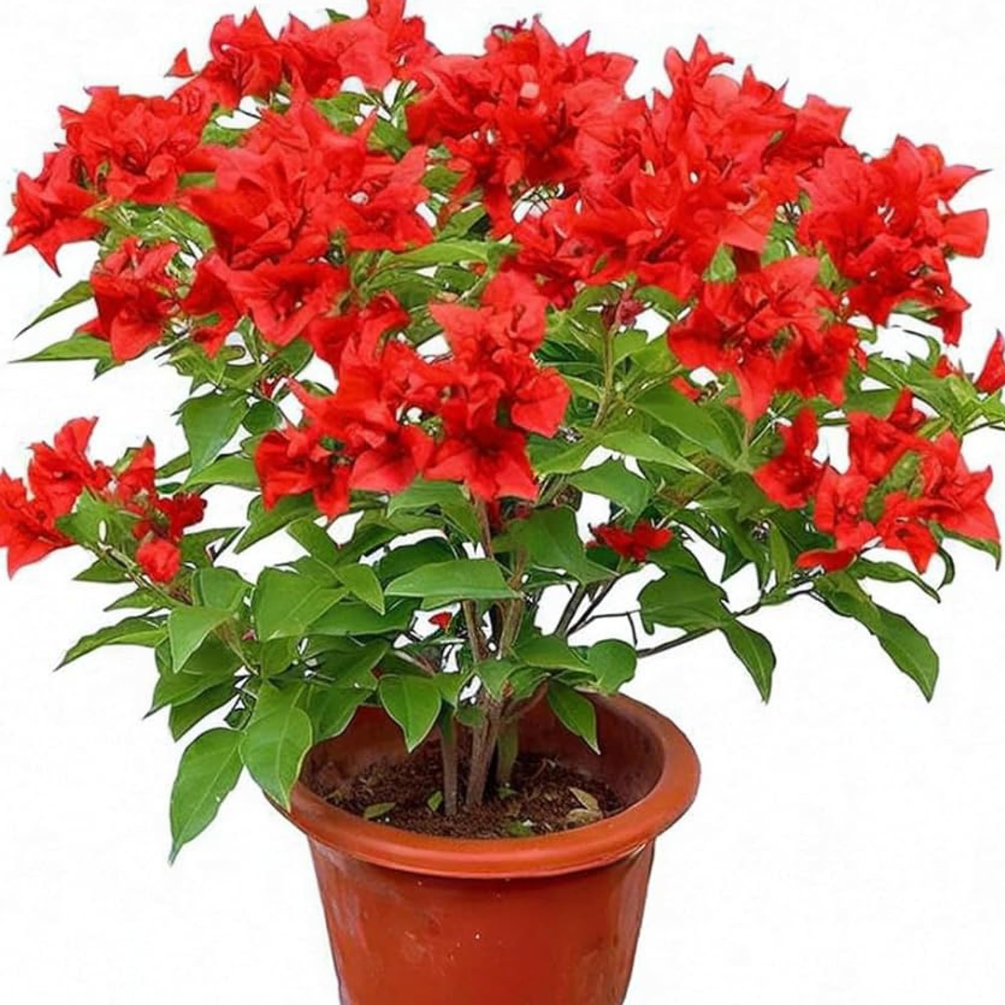 Generic Climbing Red Bougainvillea Spectabilis live plant Rare Double flower Bougainvillea 1 Healthy Live Plant with Plastic Pot (B0CXM9YFFV) Amazon Price History, Amazon Price Tracker