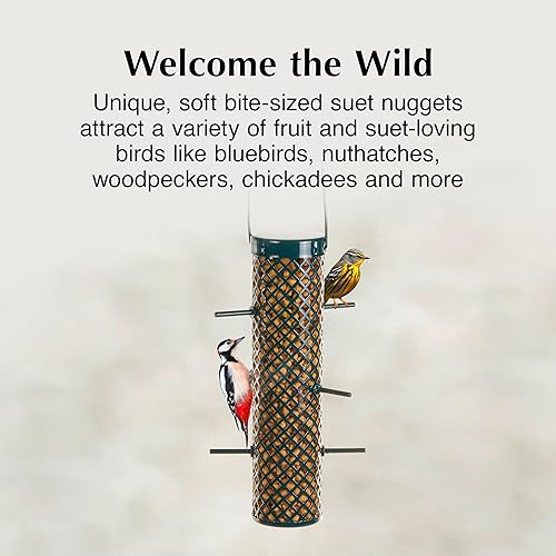 Miniatura 3 de C&S Wild Bird Bluebird Seet Nuggets Mega Box, 8 libras