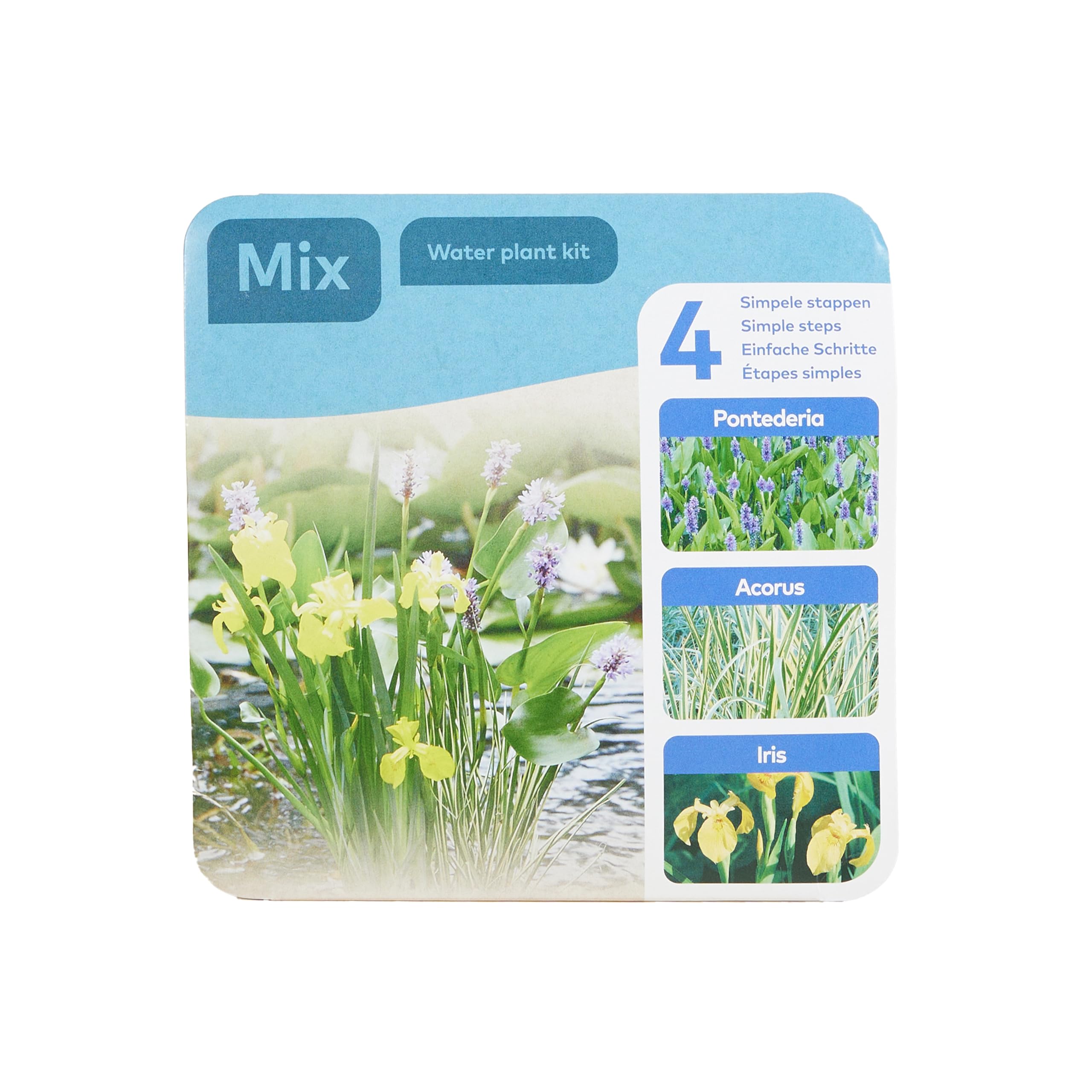 Bloomique - Set di 3 piante da laghetto - Set pronto all’uso - Confezione a secco - Con Pontederia, Acorus, Iris - Piante da laghetto - Piante acquatiche - Cestino 18 cm