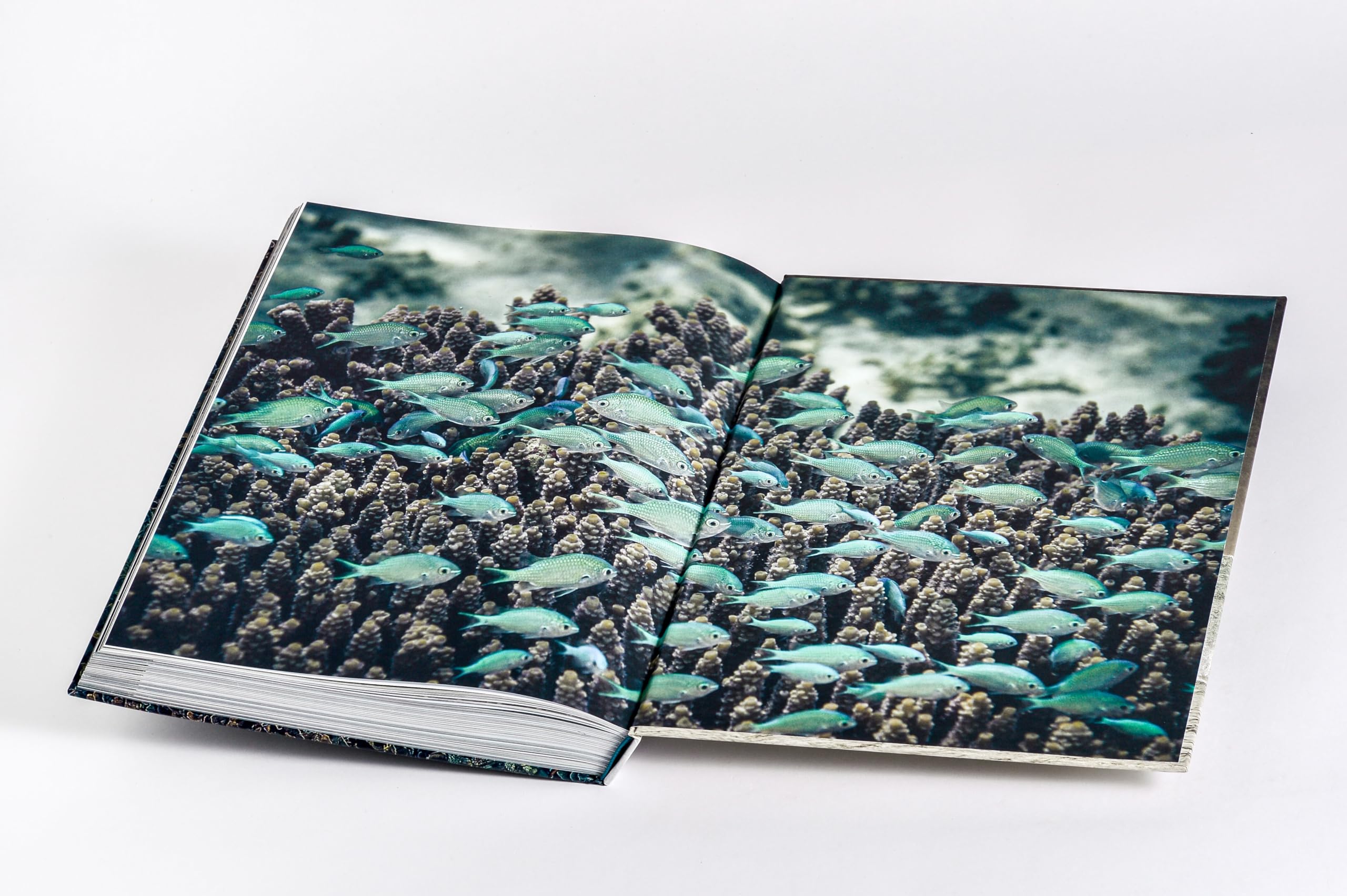 Wilder Ozean: Eine Reise in die ungezähmte Natur der Weltmeere. Opulenter Coffee-Table-Band mit über 200 faszinierenden Fotografien