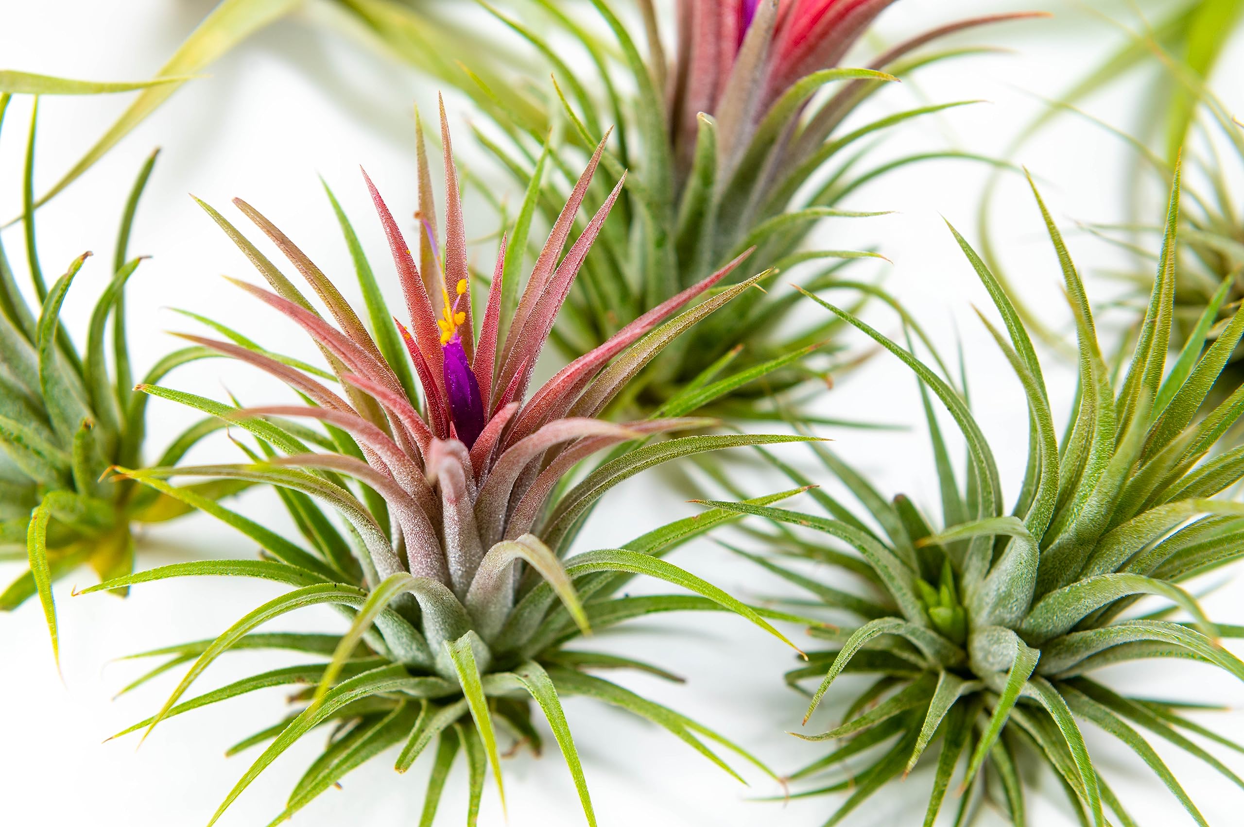 PACK Piante d'aria - Tillandsia Ionantha Rosada, Tillandsia Ionantha Verde, T. Capitata Peach - Piante da fiore naturali - Esterni ed interni (9)