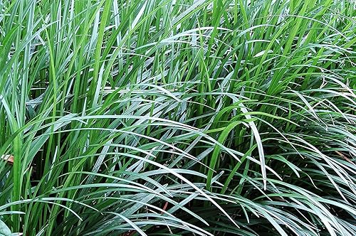 Miniatura 6 de Mondo Grass Ophiopogon Japonicus  3 plantas de gran tamaño de cuarto de galón  Live Shade Loving Evergreen plantas cubiertas de suelo