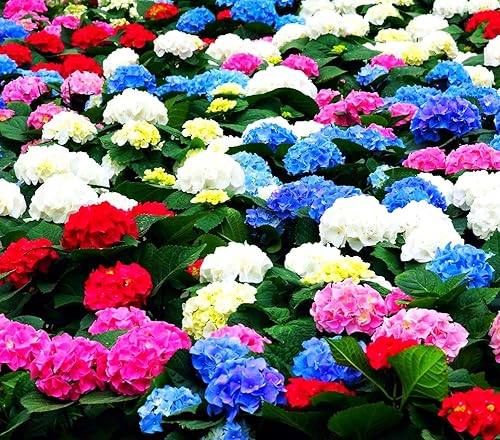 100 piezas de semillas grandes de flores de hibisco, mezcla de colores surtidos, contenedor y jardín, planta exótica perenne