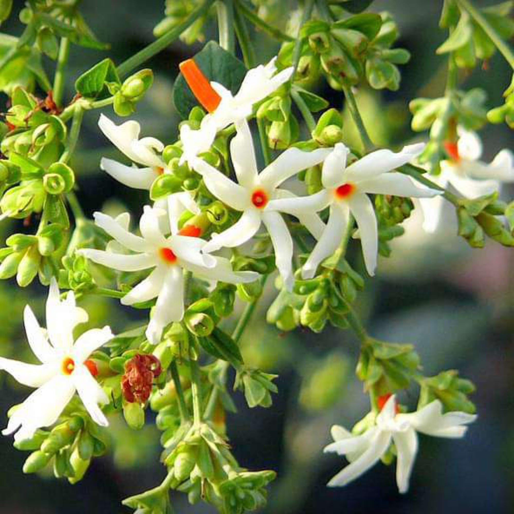 Gurveplantationi Healthy Parijat Harsingar Live Plant Blossoms Outdoor Beauty Night Flowering Jasmine Fragrant Flowers Medicinal Shrub Ayurvedic Tree Moonlight Harshingar Flower With Plastic Pot (B0CHB65MR3) Amazon Price History, Amazon Price Tracker