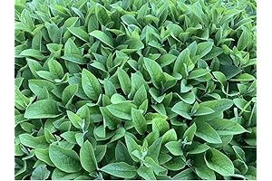 Comfrey Rootlets - Russian Bocking 14