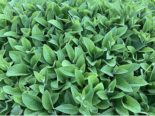 Raíces de consuelda - Russian Bocking 14 --- 15 esquejes de Permaculture Plant Store