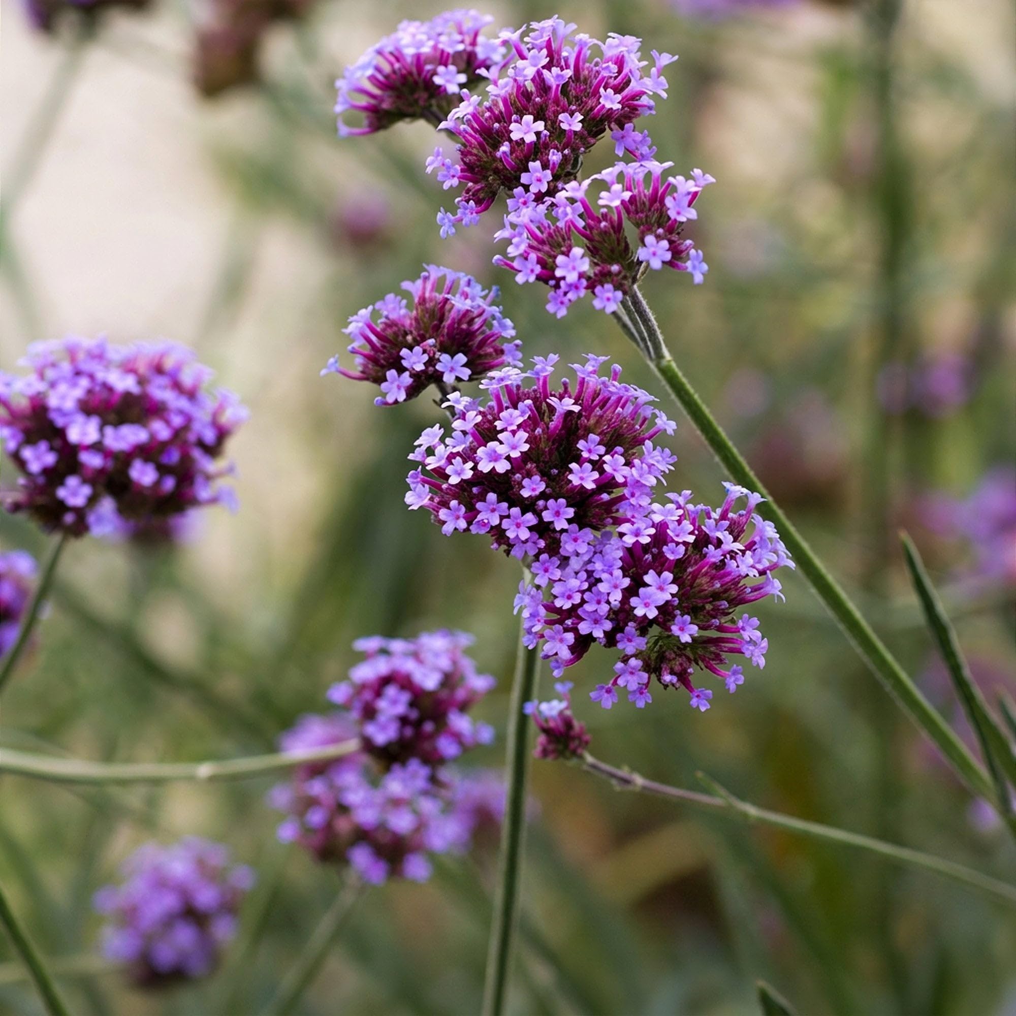 Green boutiQ - Plante vivace - Verbena bonariensis - Verveine de Buenos Aires - Attire abeilles et papillons - Violet - 24 Plantes - Pot 11cm - Hauteur 15-25cm