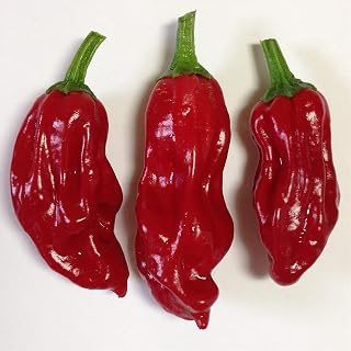 Wayland Chiles Shishito Sweet Pepper Seeds