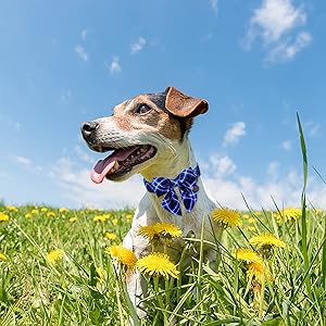 UP URARA PUP Dog Collar with Bow Tie, Cotton Dog Bowtie Collar for Puppy Girl Boy Dogs or Cat, Blue Bowtie Dogs Collars with Durable Metal Buckle, Holiday Plaid Puppy Collars,L