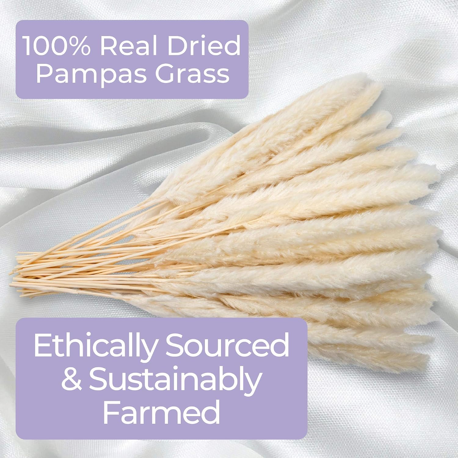 40 Pack GlamStems White Dried Pampas Grass Decor 18in w/ Safe Box | Pampas Grass Large | Pampas Grass Small | Dry Pampas Grass | Small Pampas Grass Tall | Pampas Grass Decor Tall Fluffy | Dried Grass