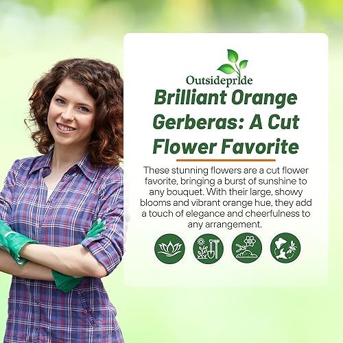 Miniatura 6 de Outsidepride Semillas de Flor de Gerbera Naranja Pastel - 10 Piezas Perennes, Compactas y de Bajo Mantenimiento, Semillas de Flores para Plantar