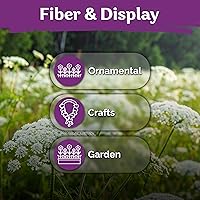 Vista 6 de KVITER 1000 semillas de encaje de la reina Ana blanco (Ammi Majus) – Flor del obispo, reliquia, flor silvestre orgánica y sin OMG, falso encaje