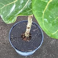 Vista 4 de Curtis Wagner Plastics Plant Guard - Protector de plantas de 12 pulgadas de diámetro, paquete de 2 Protector de plantas de gatos y animales