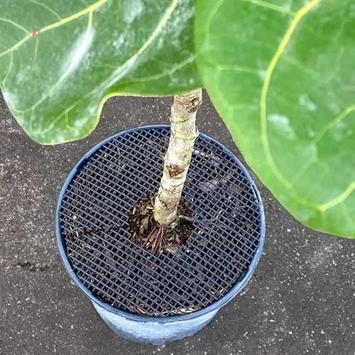 Miniatura 4 de Curtis Wagner Plastics Plant Guard - Protector de plantas de 16 pulgadas de diámetro, paquete de 2  Protector de plantas de gatos y animales