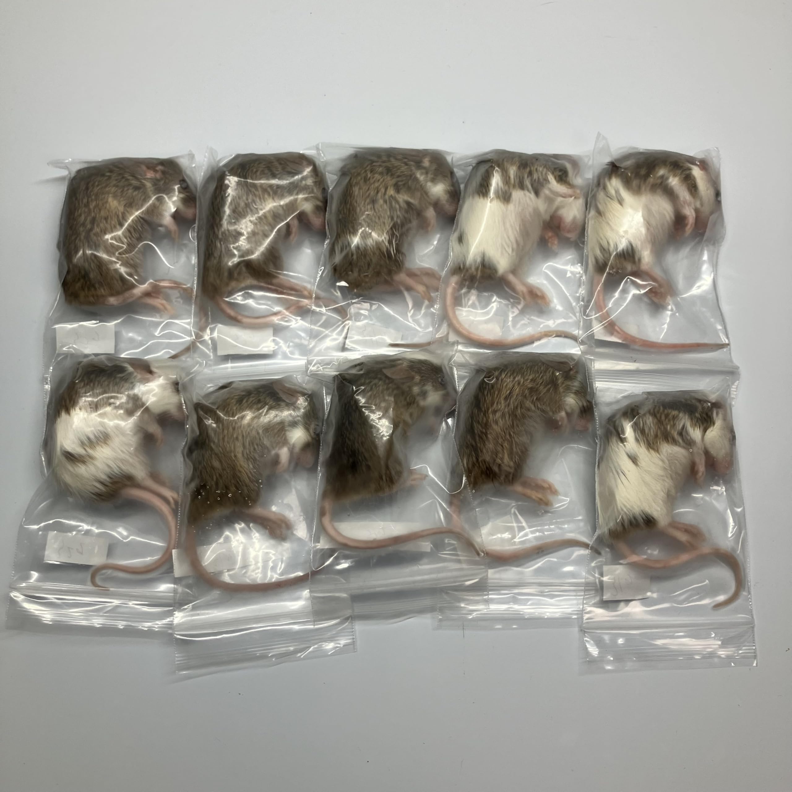 Amazon | 冷凍マウス 20g～25g 約8~9cm 10匹 ヤワゲネズミ ボール