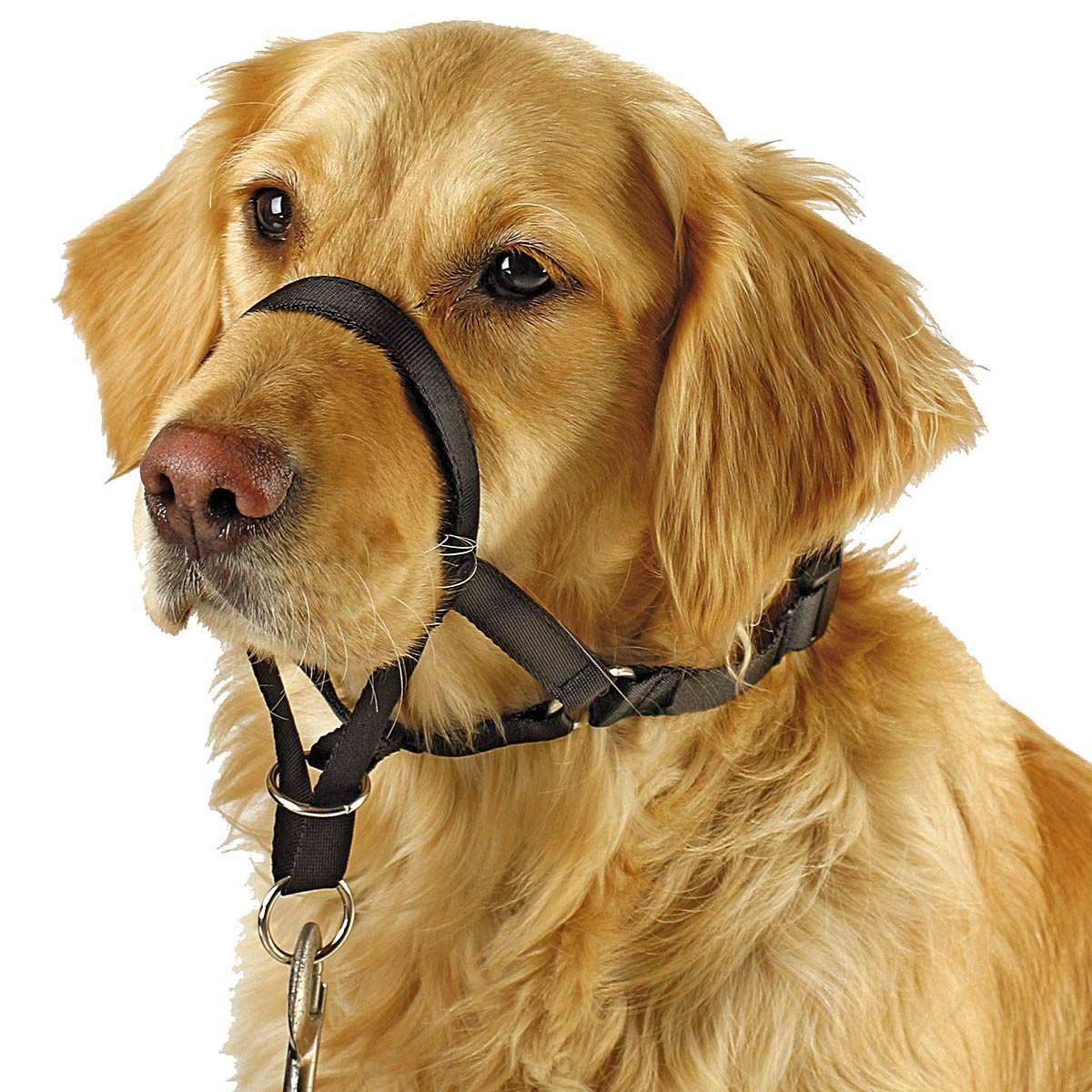 Kerbl Noir Training Collar For Dogs Maxi Coach